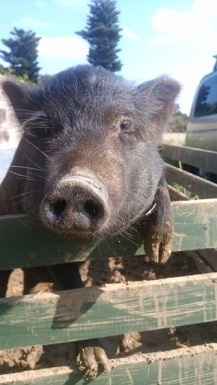 子豚さん ミニ豚 ご購入 さとうきび畑をパーマカルチャー農園に変身計画 石垣島