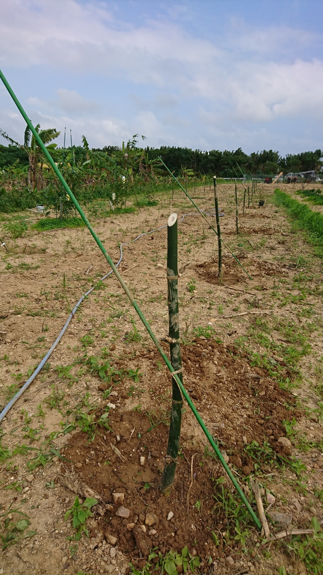 緑竹の植え付け: さとうきび畑をパーマカルチャー農園に変身計画＠石垣島