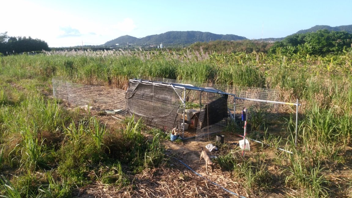 日記 11 さとうきび畑をパーマカルチャー農園に変身計画 石垣島